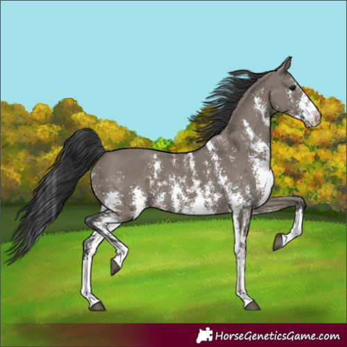 Horse Color:Grullo Sabino Rabicano 