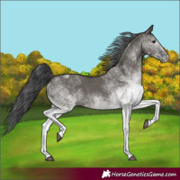 Horse Color:White Spotted Grullo Rabicano