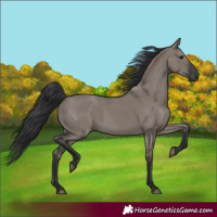 Horse Color:Grullo Rabicano