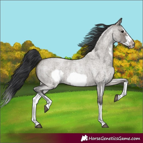 Horse Color:Grullo Roan Sabino Splash Frame Rabicano 