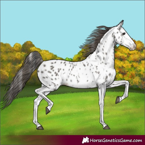 Horse Color:Grullo Sabino Appaloosa Rabicano 