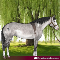 Horse Color:Platinum White Spotted Brown Dun Splash Rabicano 