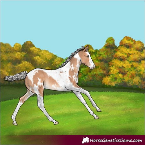 Horse Color:White Spotted Silver Brown Dun Splash Tobiano Rabicano