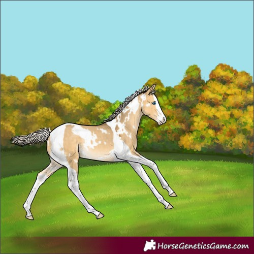 Horse Color:White Spotted Silver Buckskin Dun Splash Tobiano Rabicano 
