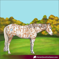 Horse Color:Chestnut Splash  and Palomino Splash Appaloosa 