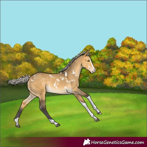 Horse Color:White Spotted Silver Buckskin Dun Splash Tobiano Rabicano 