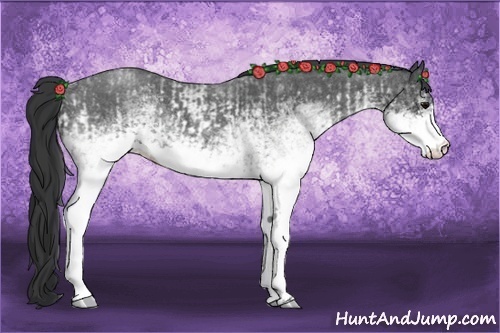 Horse Color:White Spotted Blue Roan Rabicano  and White Spotted Blue Roan Rabicano 