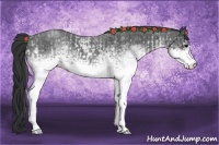 Horse Color:White Spotted Blue Roan Rabicano  and White Spotted Blue Roan Rabicano 