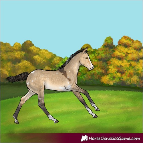 Horse Color:White Spotted Buckskin Dun Splash Tobiano Rabicano
