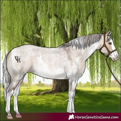Horse Color:White Spotted Silver Brown Roan Dun Splash Rabicano