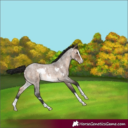 Horse Color:White Spotted Brown Roan Dun Splash Rabicano 