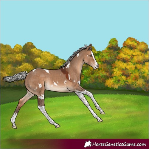 Horse Color:White Spotted Silver Brown Dun Splash Tobiano Rabicano 