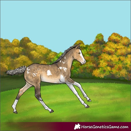 Horse Color:White Spotted Silver Buckskin Dun Splash Tobiano Rabicano 