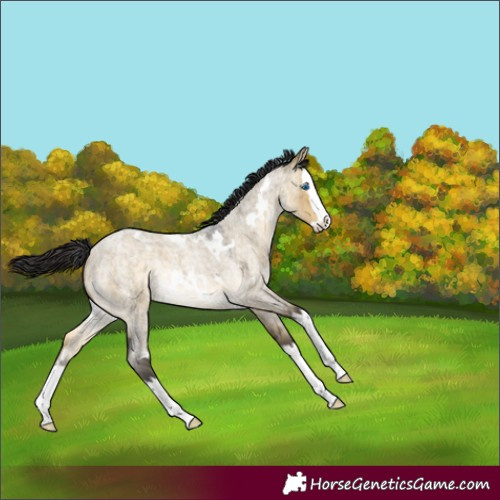 Horse Color:White Spotted Buckskin Roan Dun Splash Rabicano 