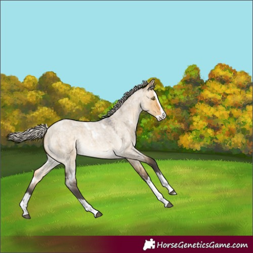 Horse Color:White Spotted Silver Buckskin Roan Dun Splash Rabicano