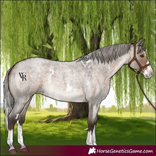 Horse Color:White Spotted Silver Brown Roan Dun Splash Rabicano