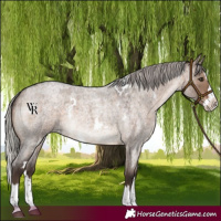 Horse Color:White Spotted Silver Brown Roan Dun Splash Rabicano