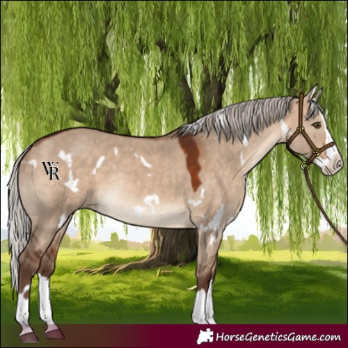 Horse Color:White Spotted Silver Brown Dun Splash Rabicano
