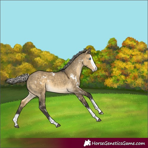 Horse Color:White Spotted Silver Buckskin Dun Splash Rabicano 