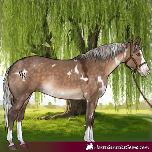 Horse Color:White Spotted Silver Brown Dun Splash Rabicano 