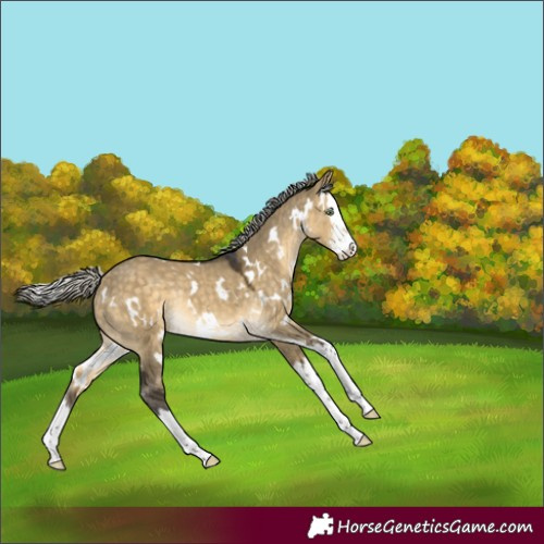 Horse Color:White Spotted Silver Buckskin Dun Sabino Splash Rabicano