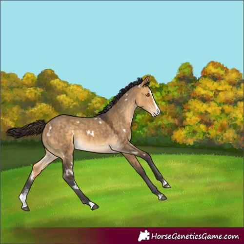 Horse Color:White Spotted Buckskin Dun Sabino Splash Rabicano 