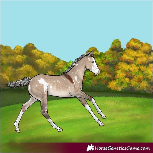 Horse Color:White Spotted Silver Brown Dun Sabino Splash Rabicano