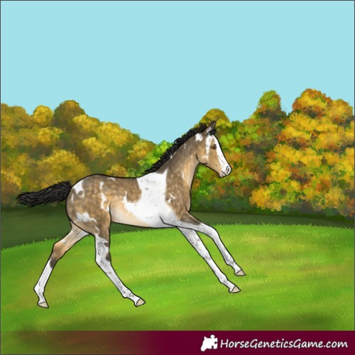 Horse Color:White Spotted Buckskin Dun Splash Tobiano Rabicano