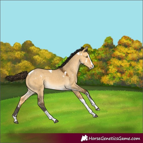 Horse Color:White Spotted Buckskin Dun Splash Tobiano Rabicano 