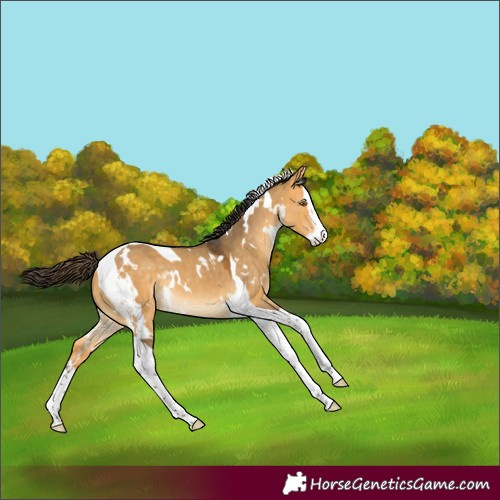 Horse Color:White Spotted Buckskin Dun Splash Tobiano Rabicano 