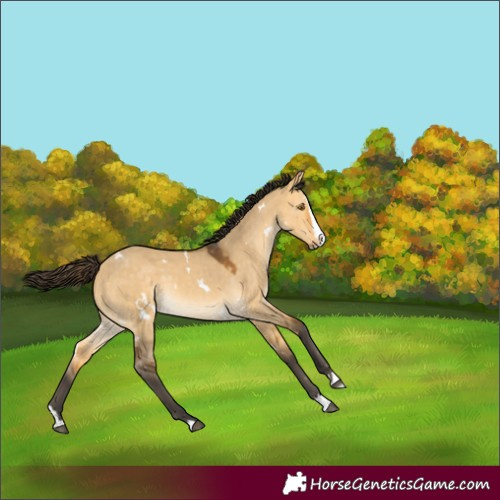 Horse Color:White Spotted Buckskin Dun Splash Rabicano 