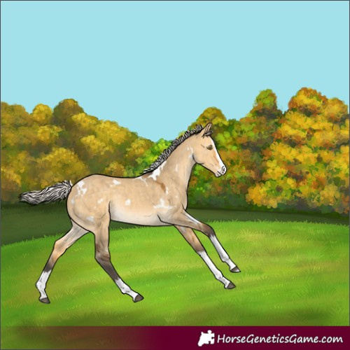 Horse Color:White Spotted Silver Buckskin Dun Splash Rabicano 