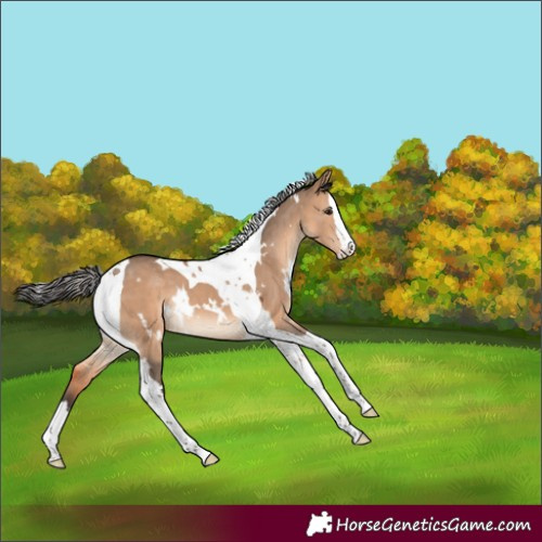 Horse Color:White Spotted Bay Dun Splash Tobiano Rabicano 