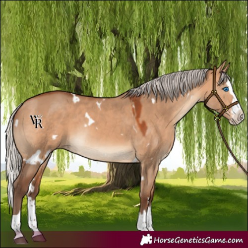 Horse Color:White Spotted Silver Bay Dun Splash Rabicano 