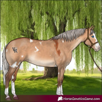Horse Color:White Spotted Silver Bay Dun Splash Rabicano