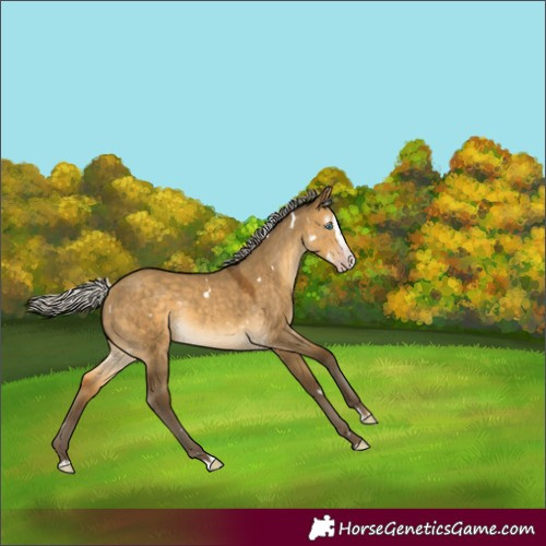 Horse Color:Gray White Spotted Silver Sable Cream Champagne Dun Splash Rabicano 