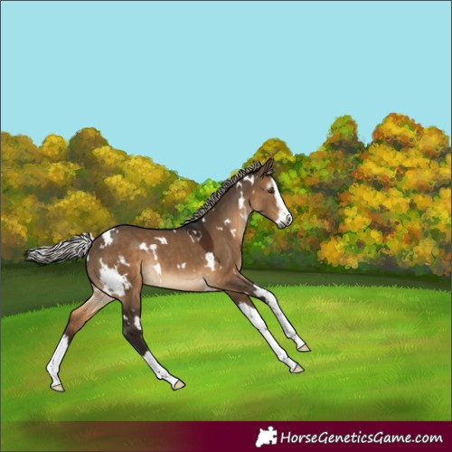Horse Color:Gray White Spotted Silver Brown Dun Splash Rabicano 