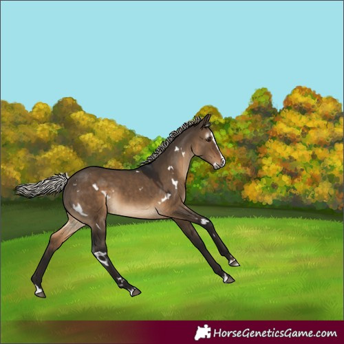 Horse Color:Gray White Spotted Silver Brown Dun Splash Rabicano 
