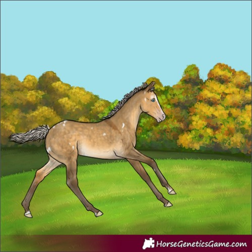 Horse Color:Gray White Spotted Silver Sable Cream Champagne Dun Splash Rabicano 