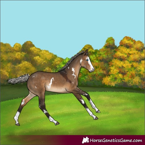 Horse Color:Gray White Spotted Silver Brown Dun Splash Rabicano
