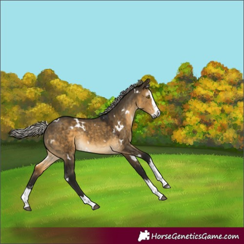 Horse Color:Gray White Spotted Silver Buckskin Dun Splash Rabicano