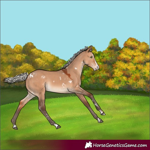 Horse Color:White Spotted Silver Brown Dun Splash Rabicano 