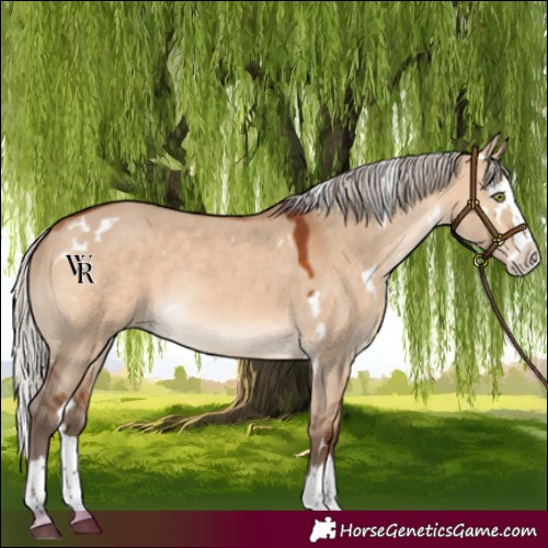 Horse Color:White Spotted Silver Brown Dun Splash Rabicano