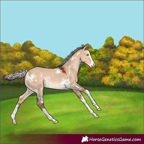Horse Color:White Spotted Silver Brown Dun Splash Rabicano 