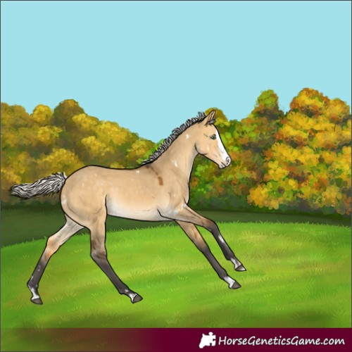 Horse Color:White Spotted Silver Buckskin Dun Splash Rabicano 