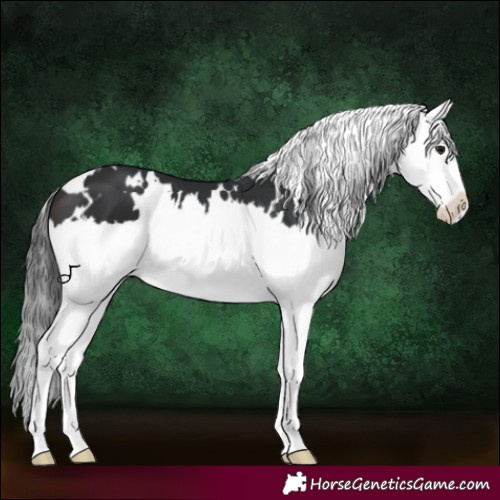 Horse Color:White Spotted Brown Splash 