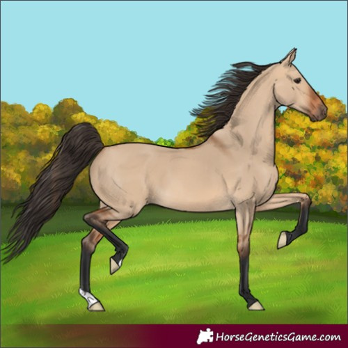 Horse Color:Bay Dun 