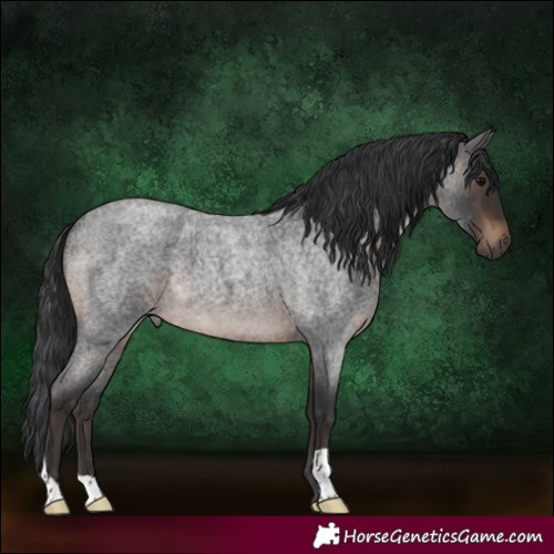 Horse Color:Brown Roan 