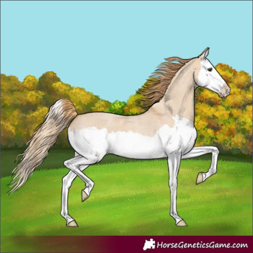 Horse Color:Red Dun Roan Splash 