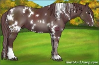 Horse Color:White Spotted Chocolate Black Sabino